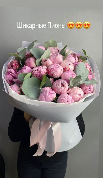 Пионы оптом пионы голландия