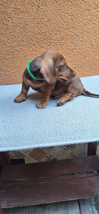 Cățel teckel (dachshund)
