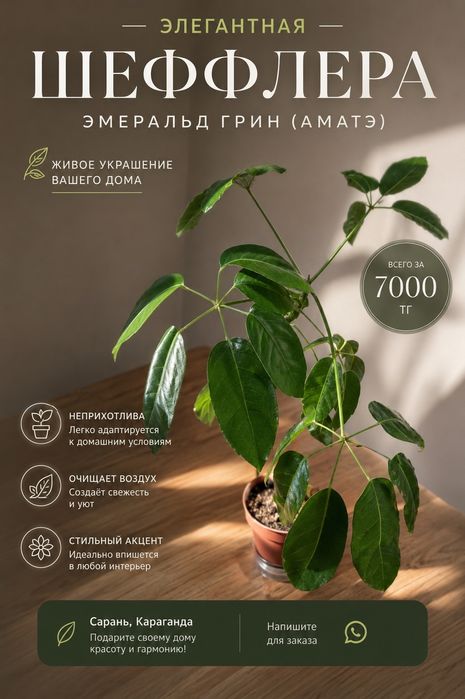 Шефлера разная..