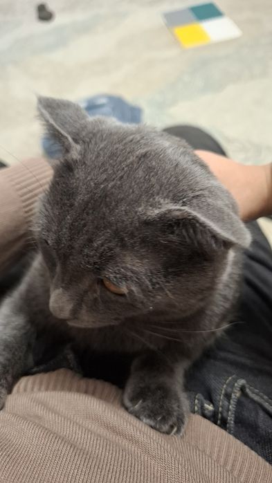 Котенок кот кошка мысық мысык