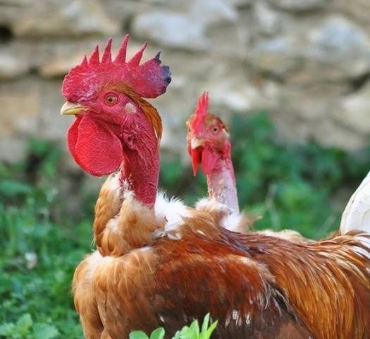 продам петуха голошейка красный