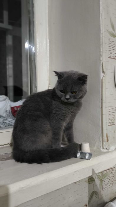 SKOTTISH FOLD Srochna sotiladi