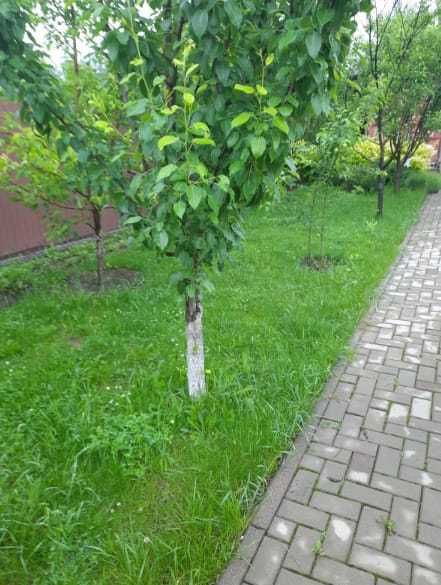 Уборка территории Стрижка газона.