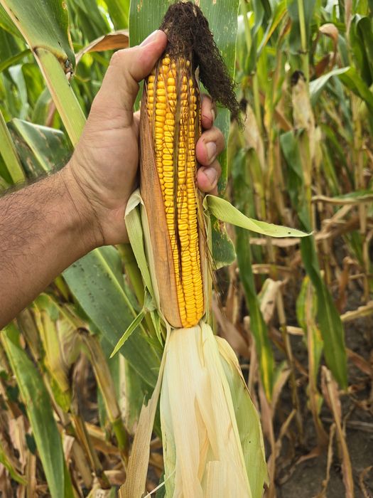 Siloz de porumb deosebit