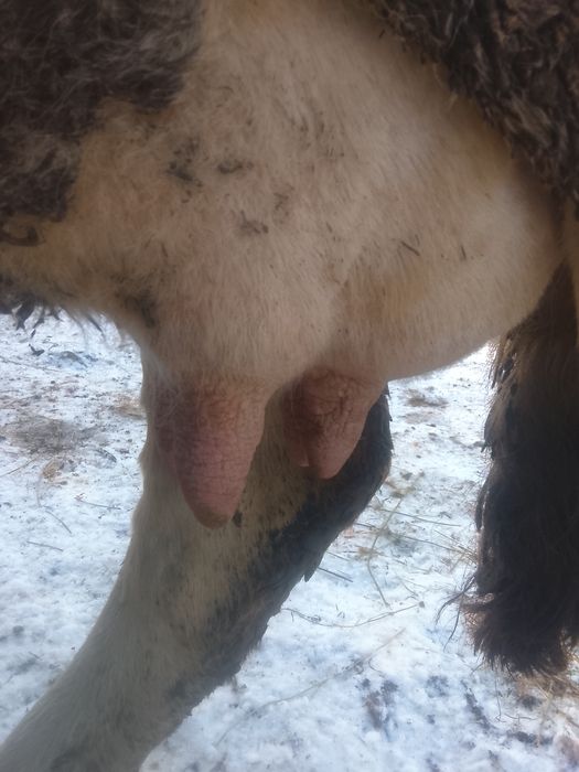 Vnd vaca bălțată pe roșu gestante an 7 lui SI jumătate SI vine cu al 4