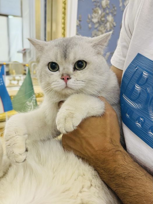 Вязка! Серебристая Шиншилла бруталный кот