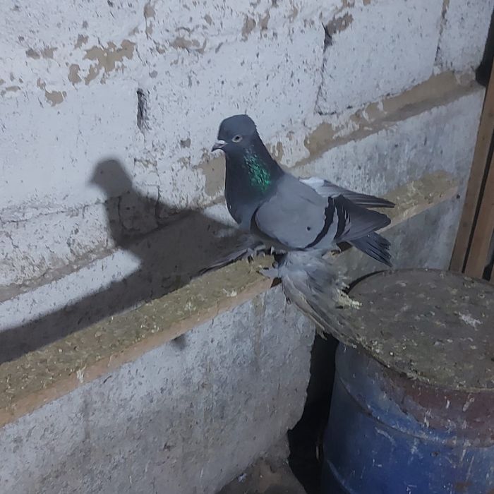 Сизи самка гребля тяга игра