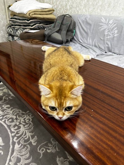 Британская золотая шиншилла, ny11 ny12, 6 месяца мальчик