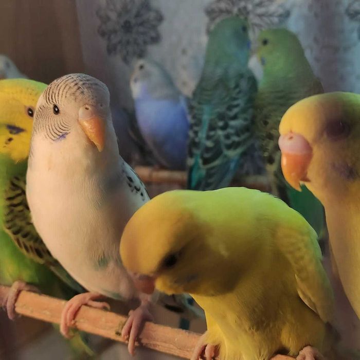 Продам волнистых попугаев