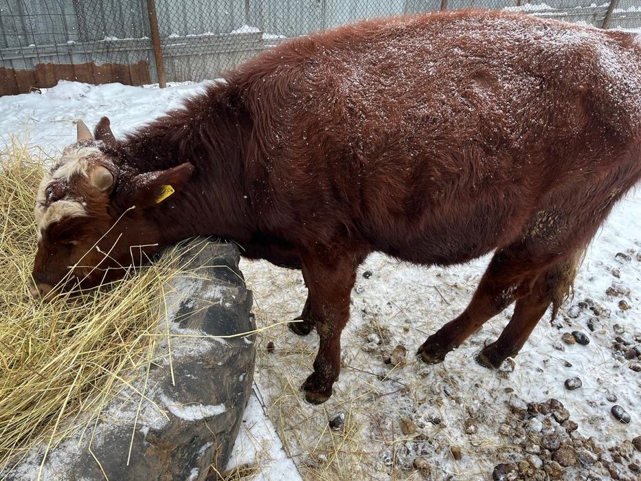Продается бычок на откорм