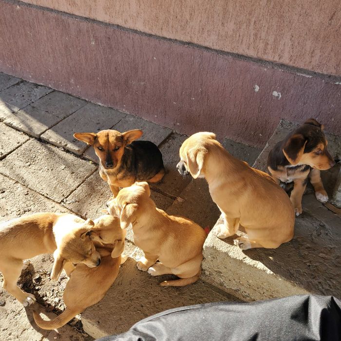 Pui de Cățel – 4 Luni – Sănătoși