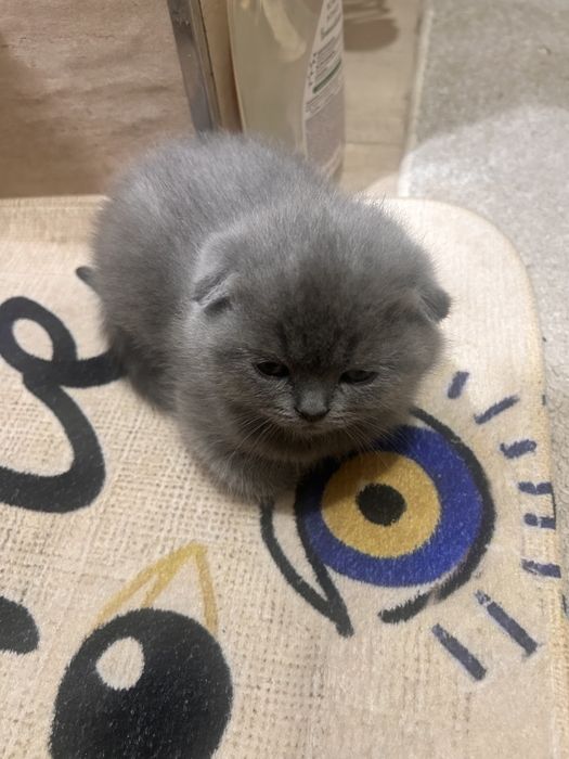 Скотиш фолд мушукчалари сотилади