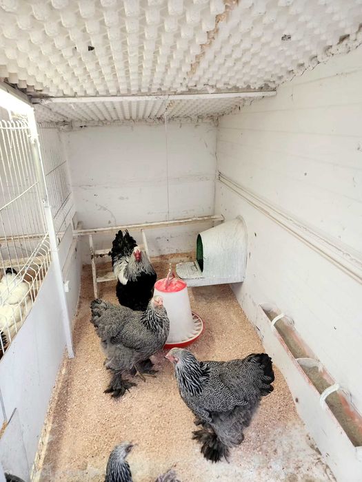 Brahme  ,ouă pentru incubat