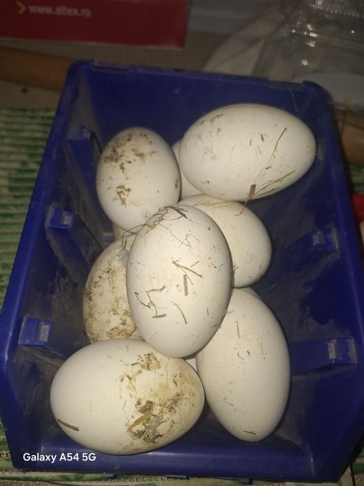 Vând ouă de gâşte pentru incubația