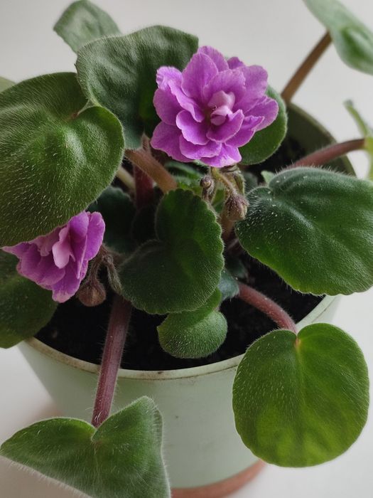 Фиалка красивая.