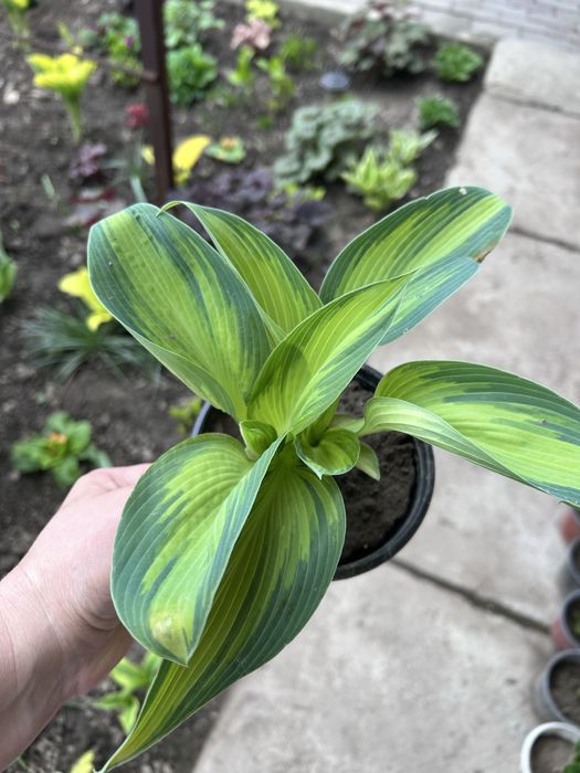 Хосты гейхеры в продаже