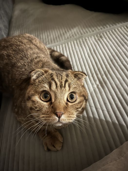 Отдам кота в добрые руки