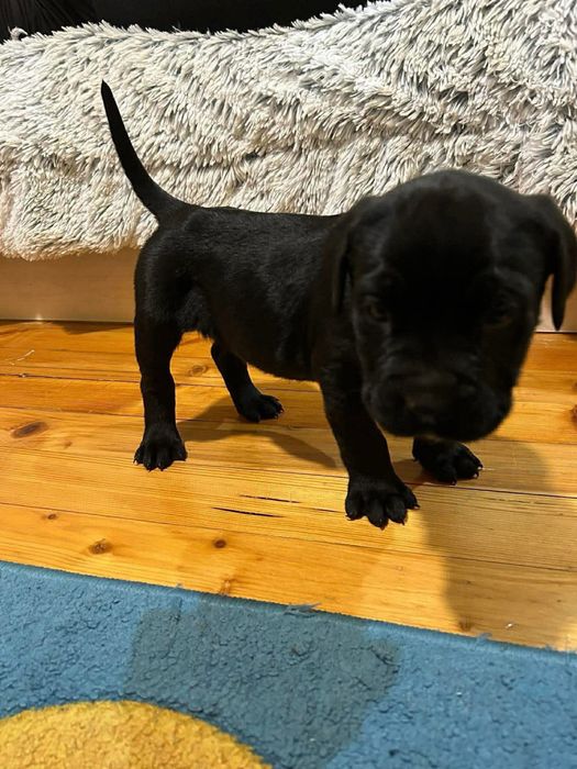 Бебета ,,Кане Корсо “