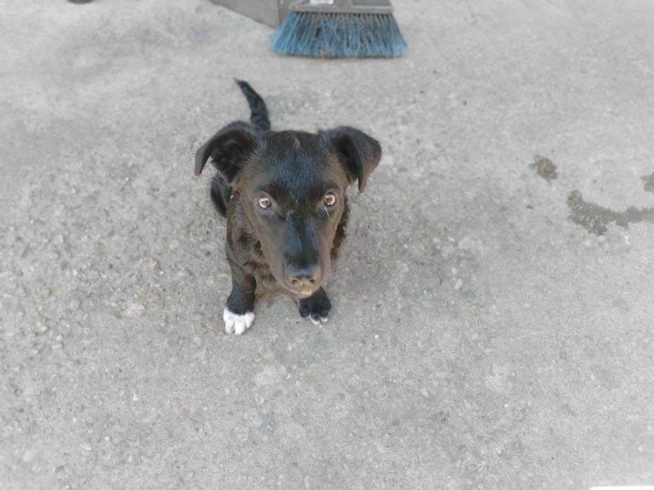 Câine pui donez sanatos