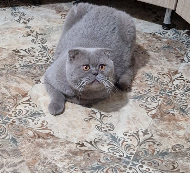 Вязка шотландский кот