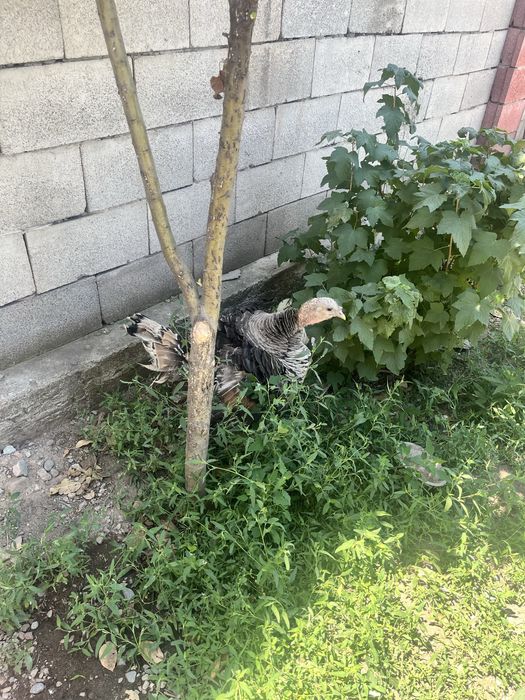 Продам индюков