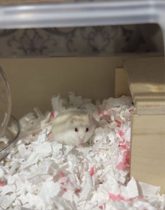 Джунгарский хомяк