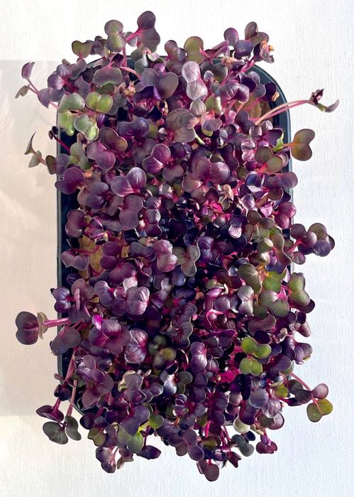 Микрозелень Щучинск