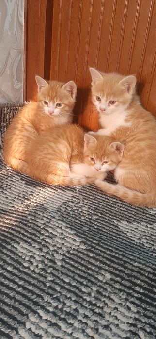 Мушукчалар бор  зотдор текинга бераман