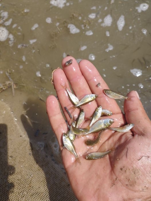 Балик лар бор таварни, сигалетка, малёк семича