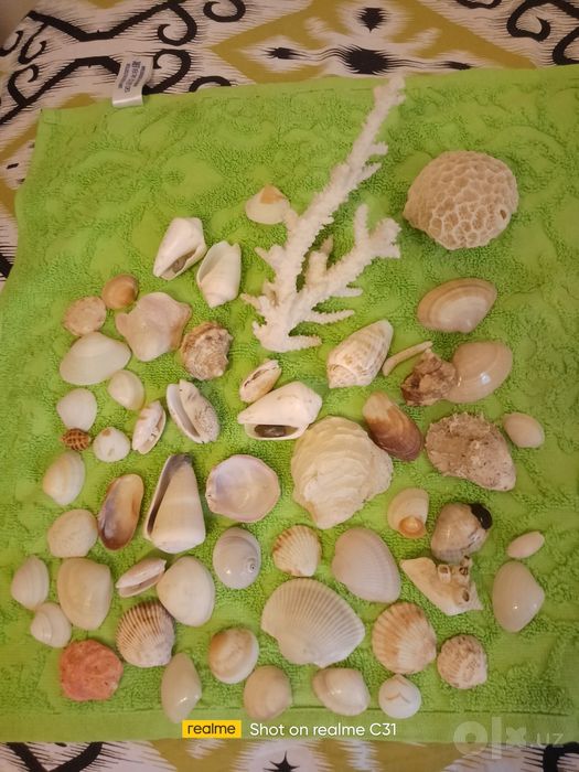 Ракушки морские из Дубая