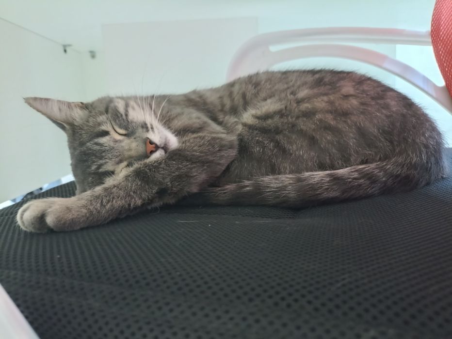 Кошка ищет дом и добрых хозяев!