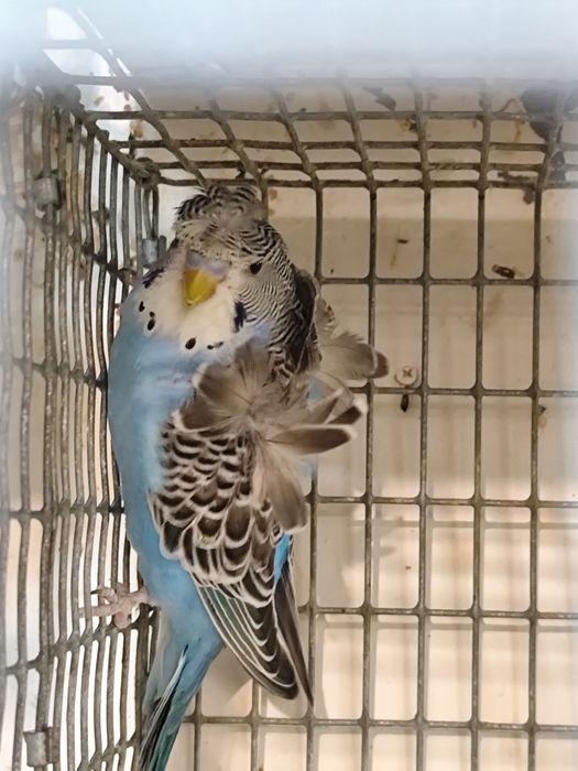 Perusi hagoromo tineret