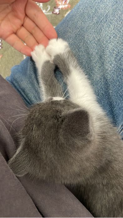 мысык сатыладыы ул мысык