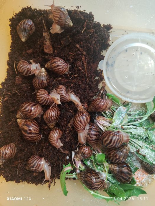 Улитки сухопутные Ахатины