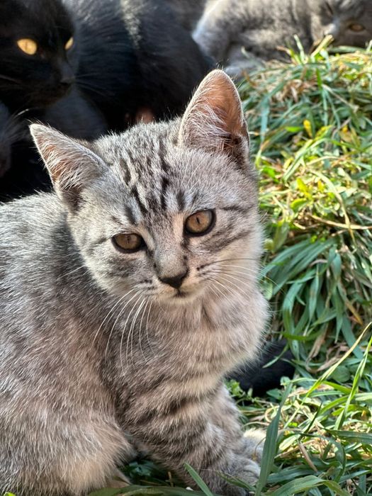 Котята ищут дом и семью