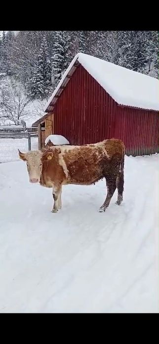 Junincă de vânzare