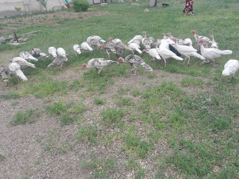 Продам индюков...