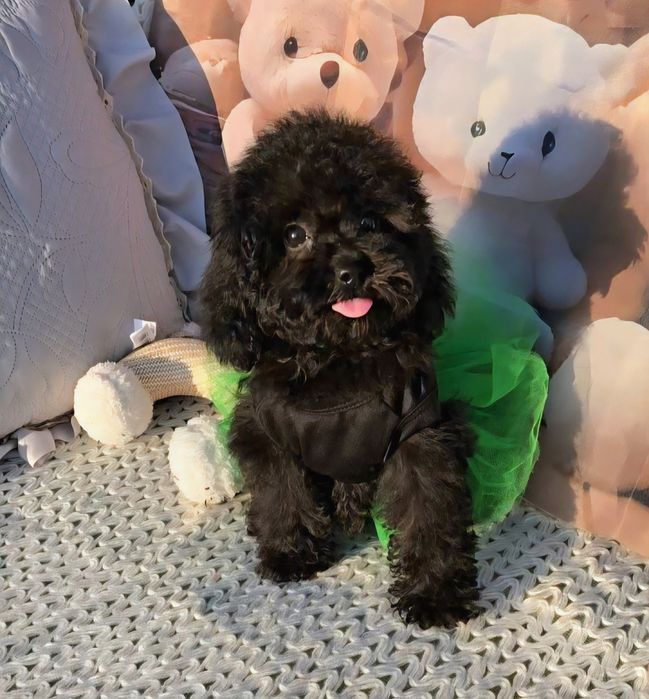 !РЕЗЕРВИРАНО!Пудел мини с родословие 5 поколения назад, 3 мес.