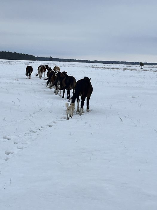 Продам лошадей продам торг имеется