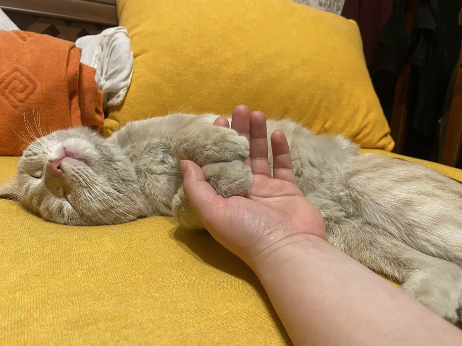 Отдам милого котика