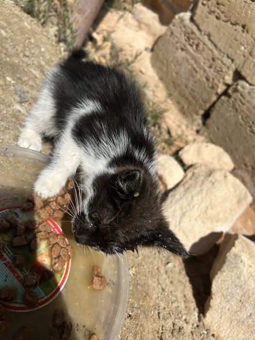 Отдается котенок