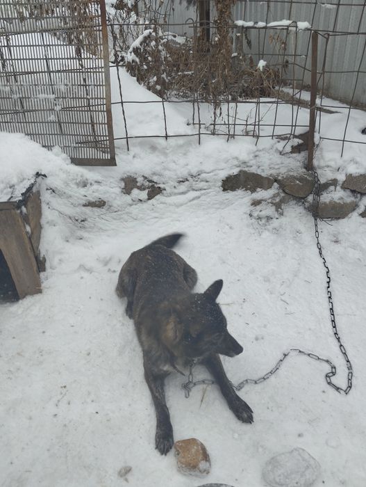 Отдам добрым, заботливым людям