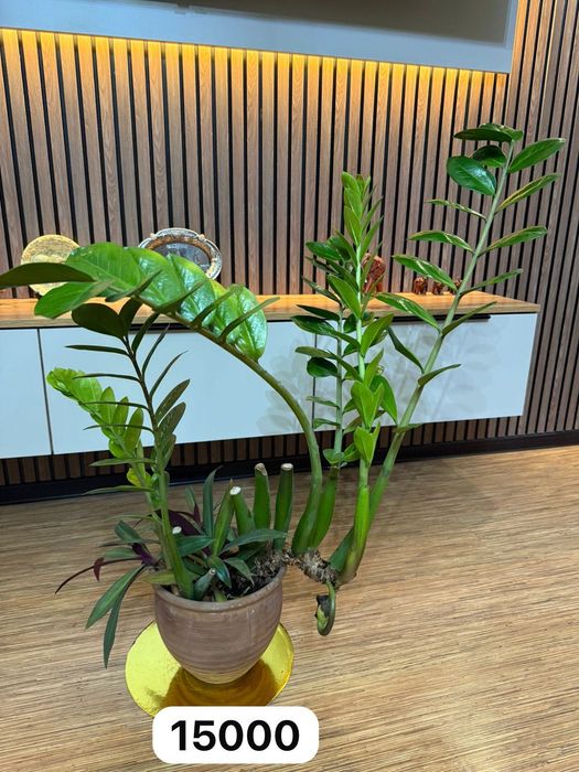 Продам комнатные цветы