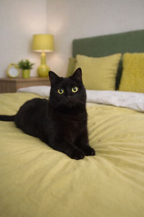 Кошка Пантера ищет семью. 1.5 года