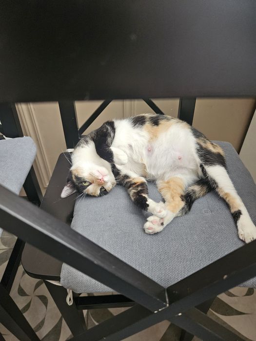 Котам котят бесплатно