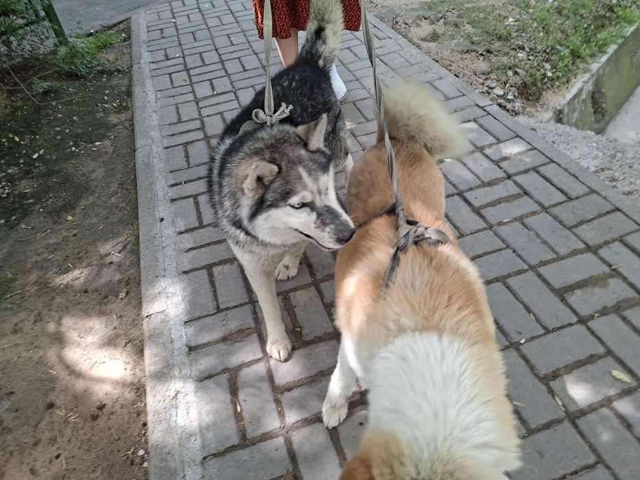 Сиба Ину и Хаски