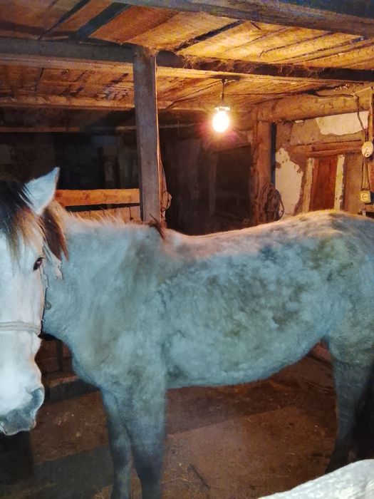 Жас бие сатылады