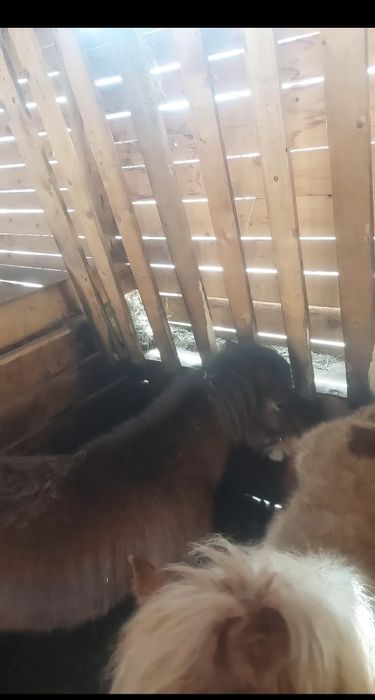 Vând ponei 6ani  și 1 an