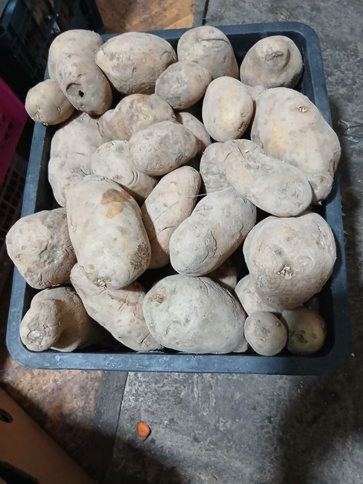 Сатылады малдарға беруге...