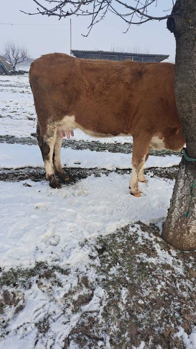 Baltata Romaneasca cu vitel de o saptamana de vanzare
